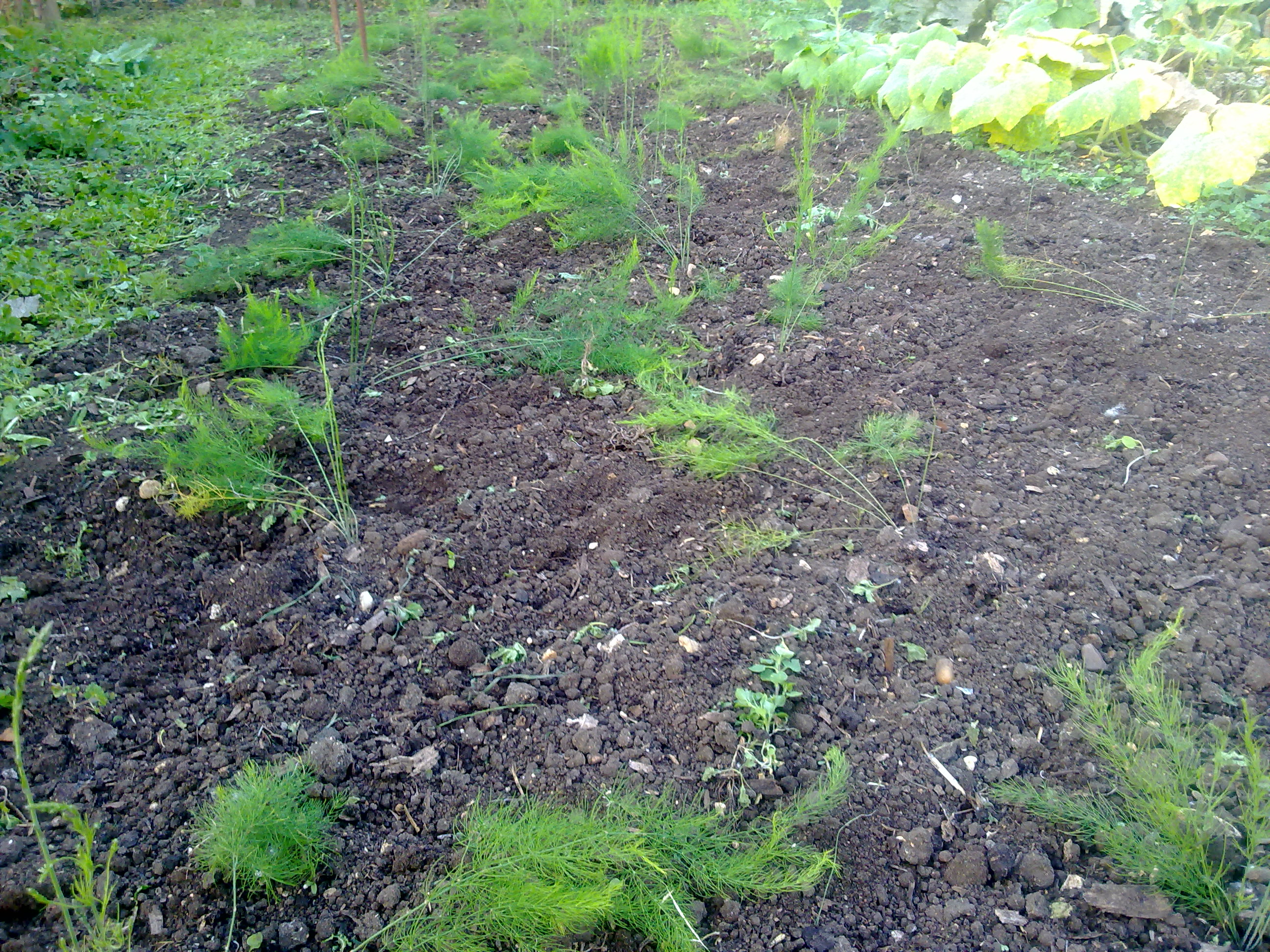 photo of asparagus bed taken in November