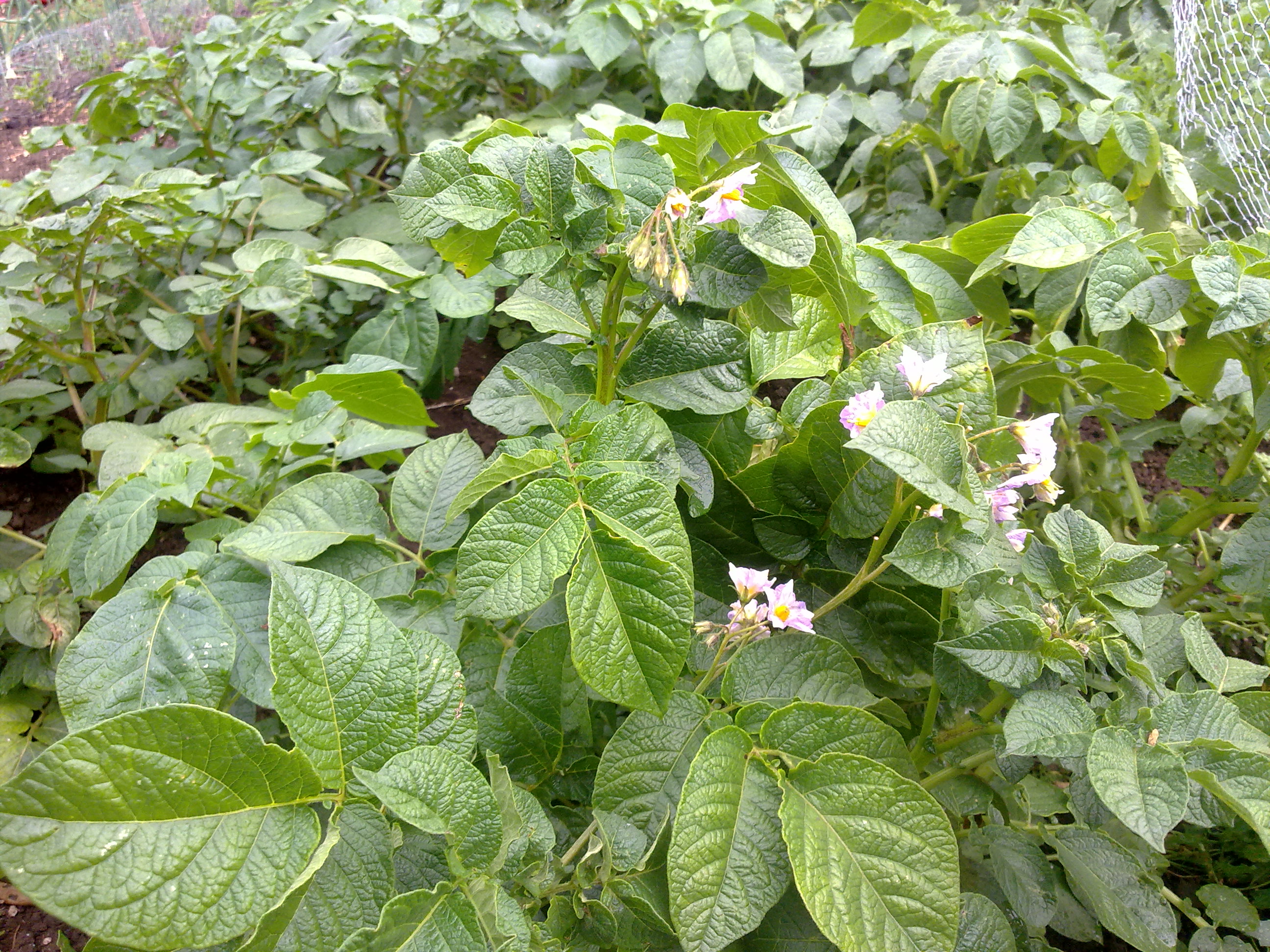 potatoes in flower  2011
