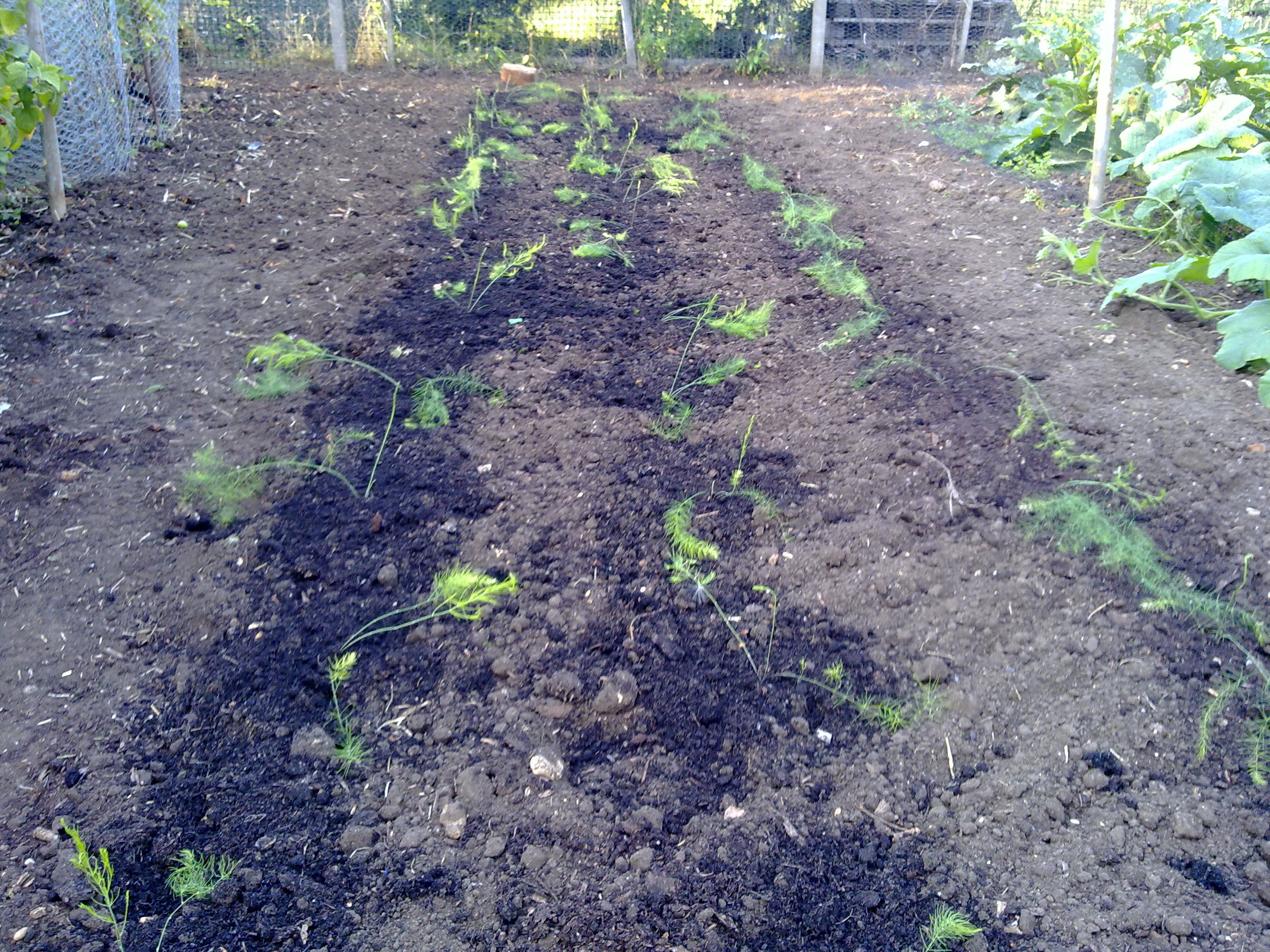 Photo of new asparagus bed August 2011