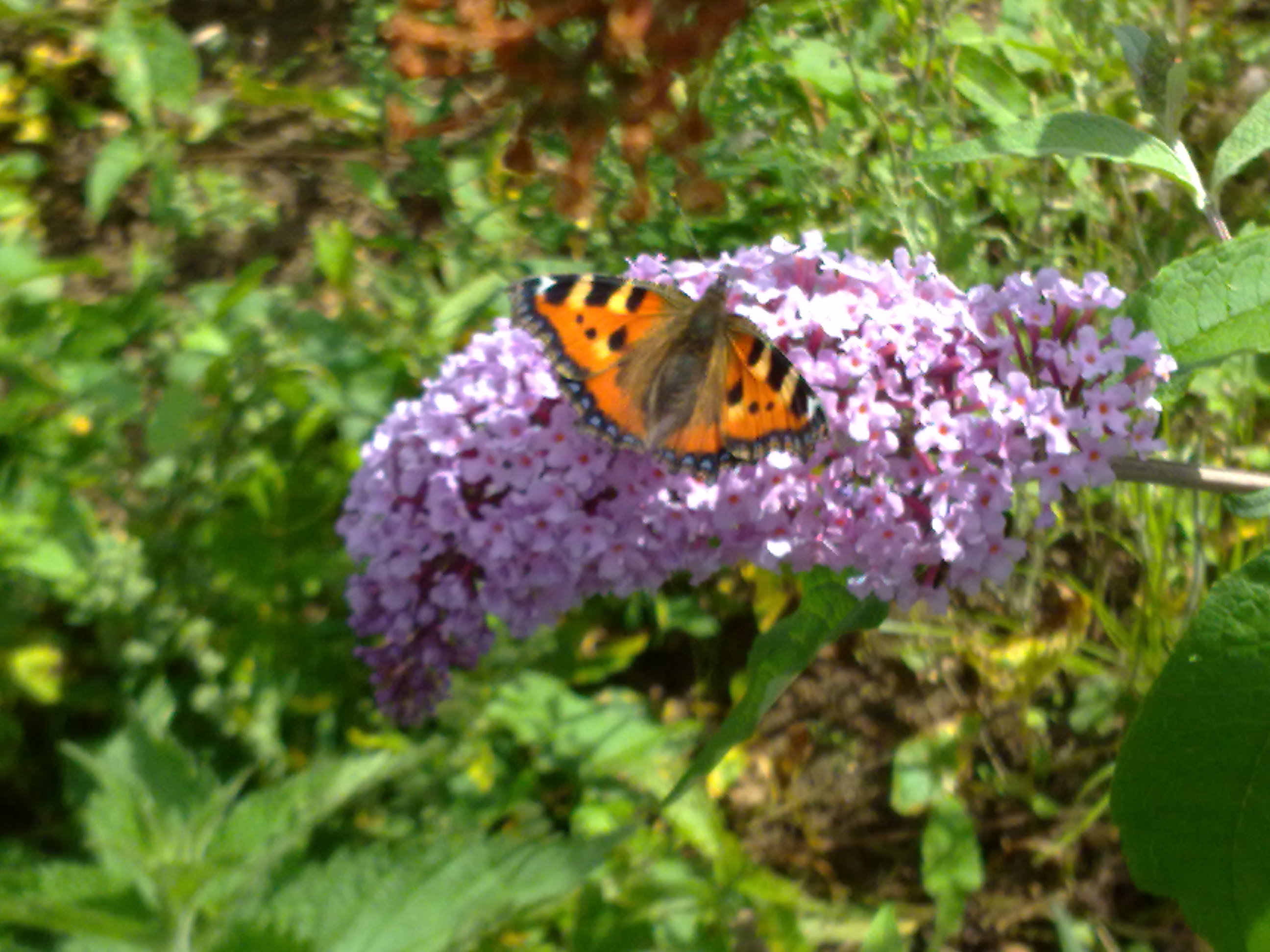 photo of butterfly on lilac blossom