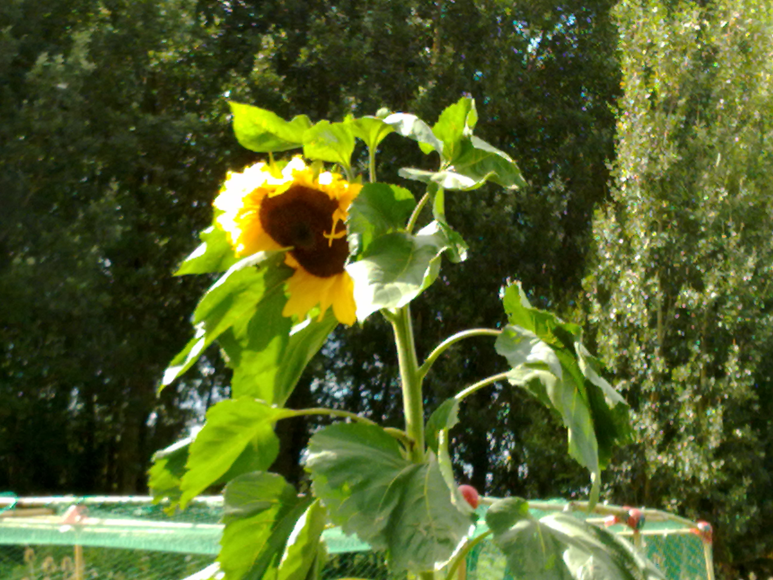 photo of sunflower