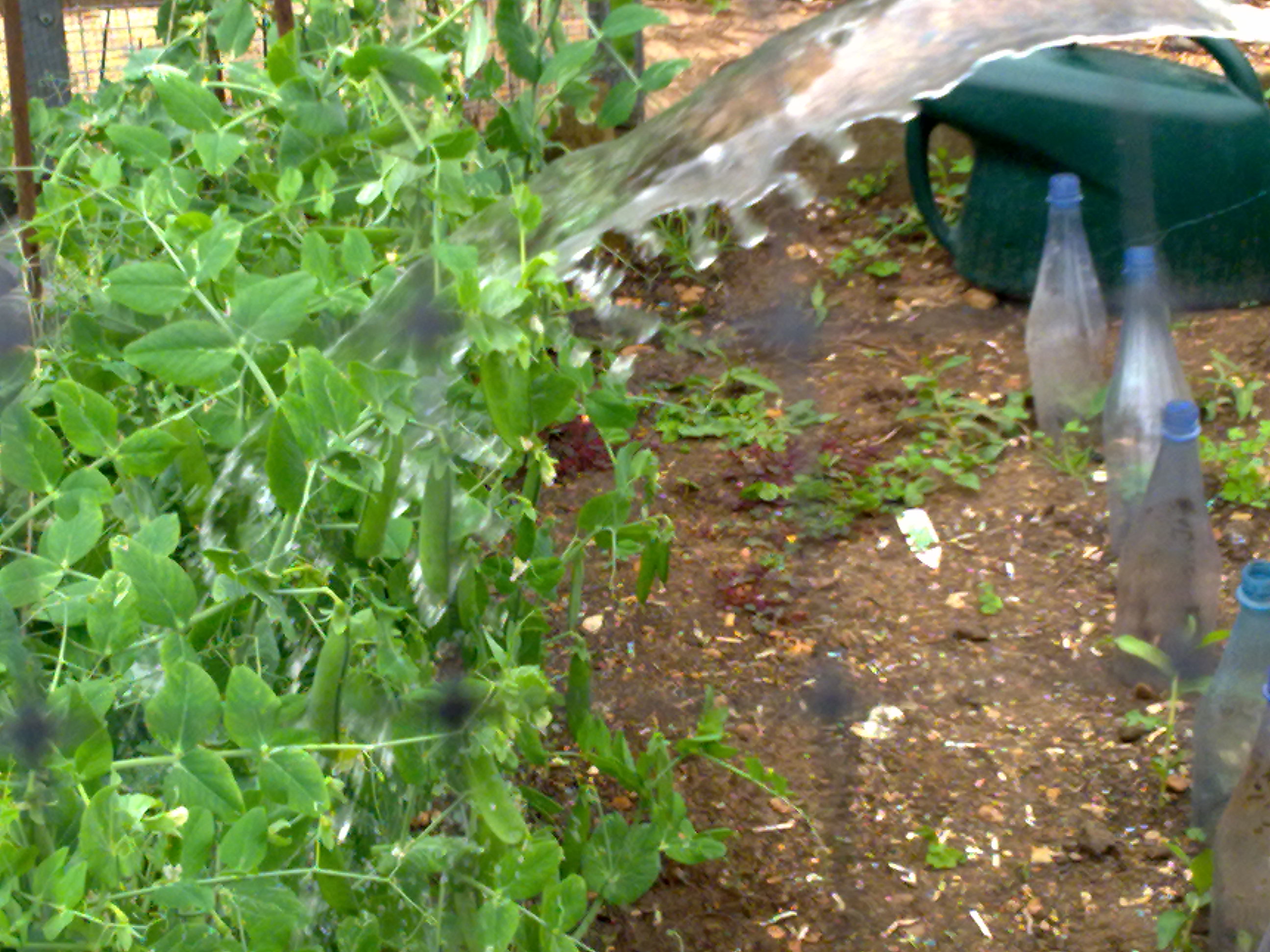 photo of peas being watered in july