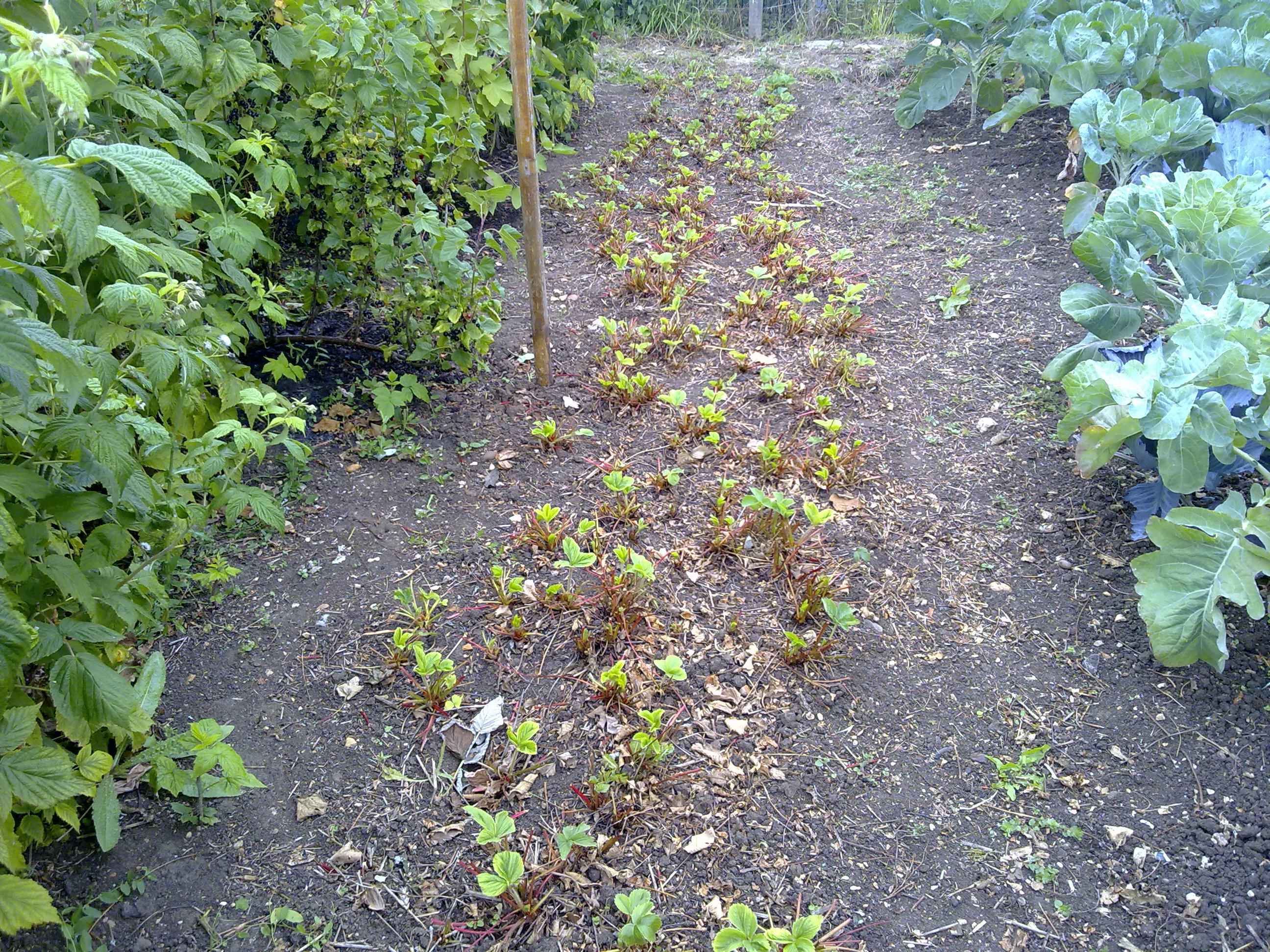 photo of mown strawberries