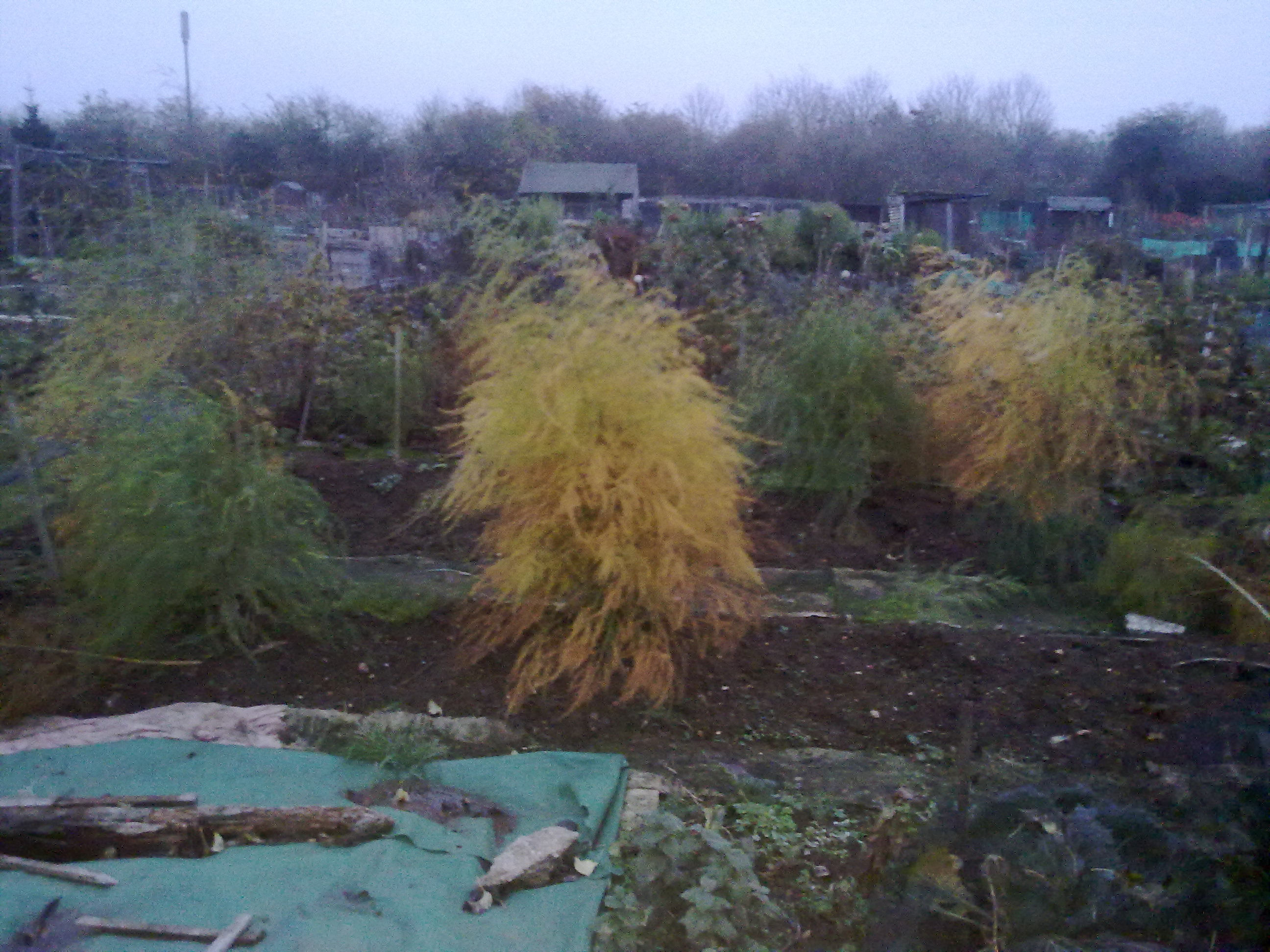established asparagus