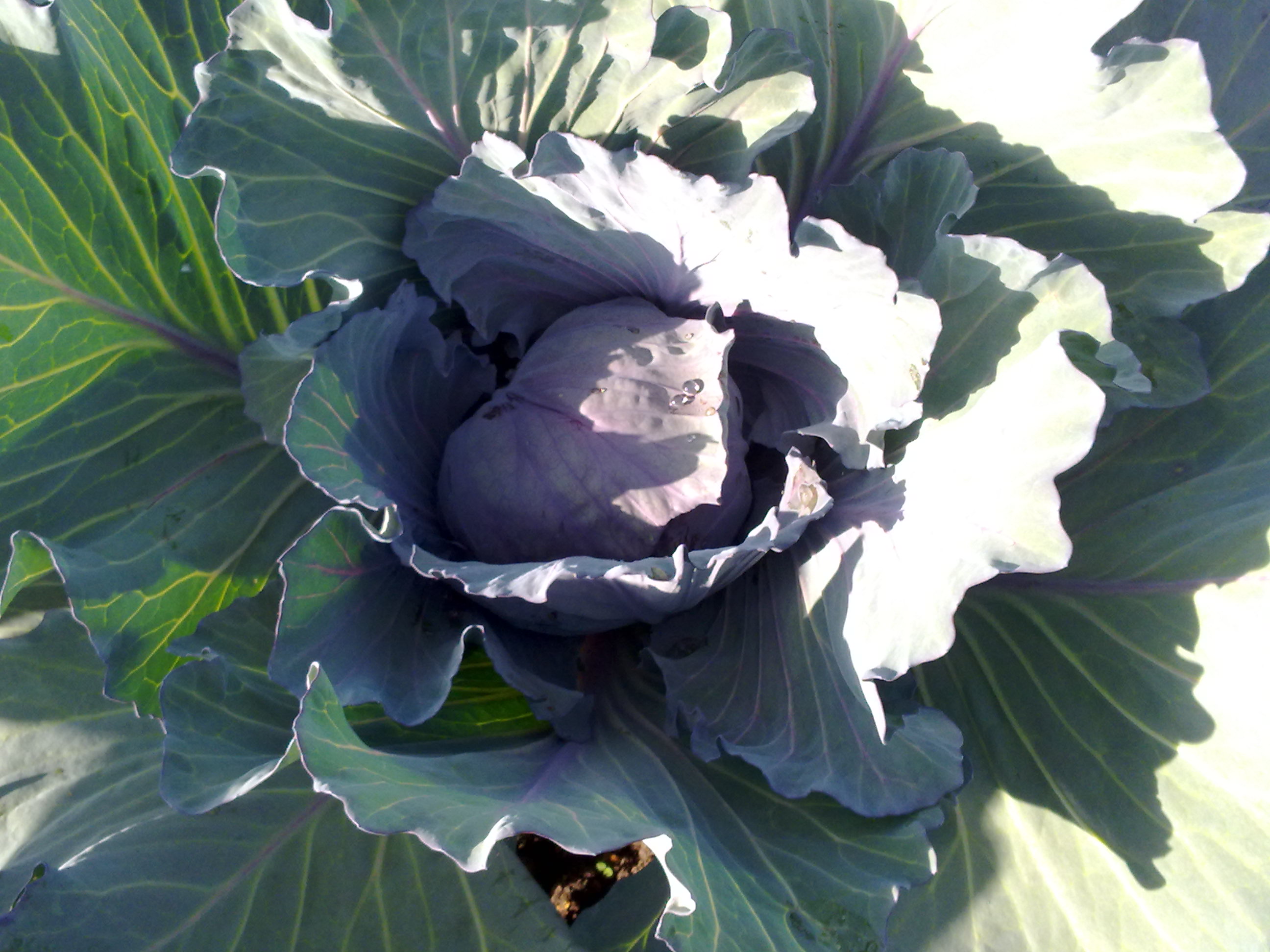 photo of red cabbage
