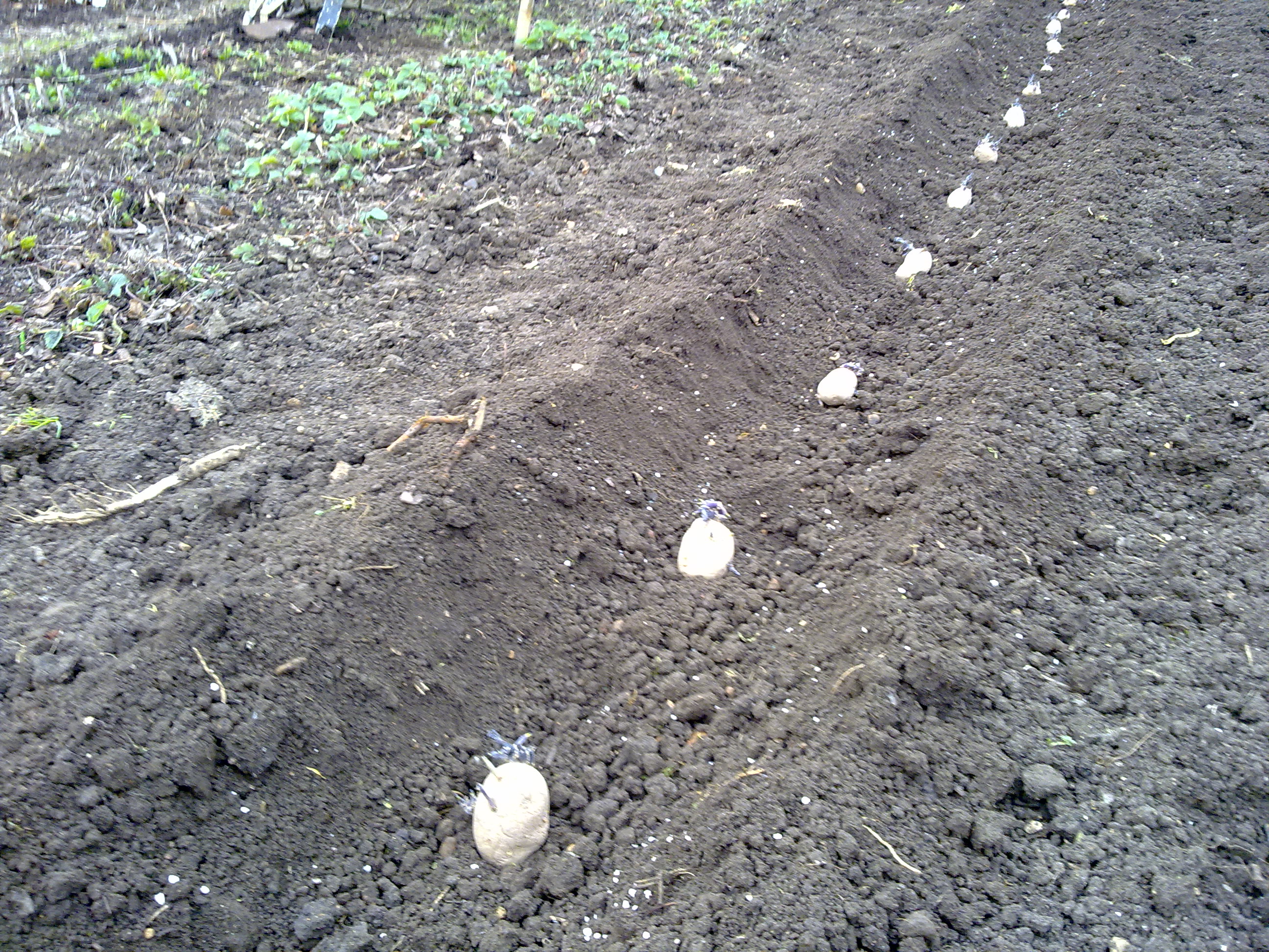 photo of seed potato in a row