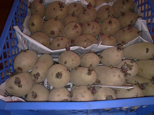 seed potato photo
