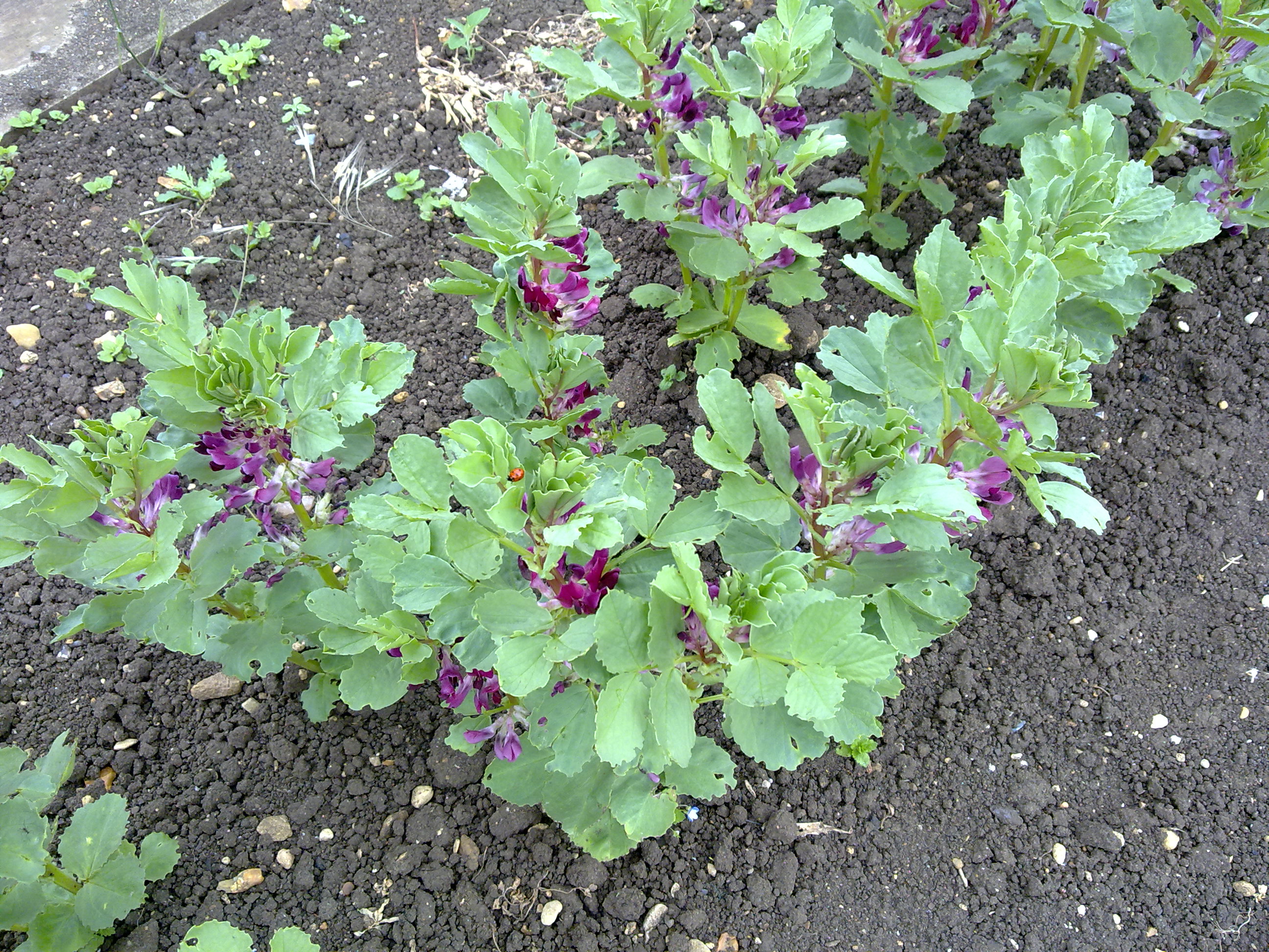 photo of red flowered broad beans