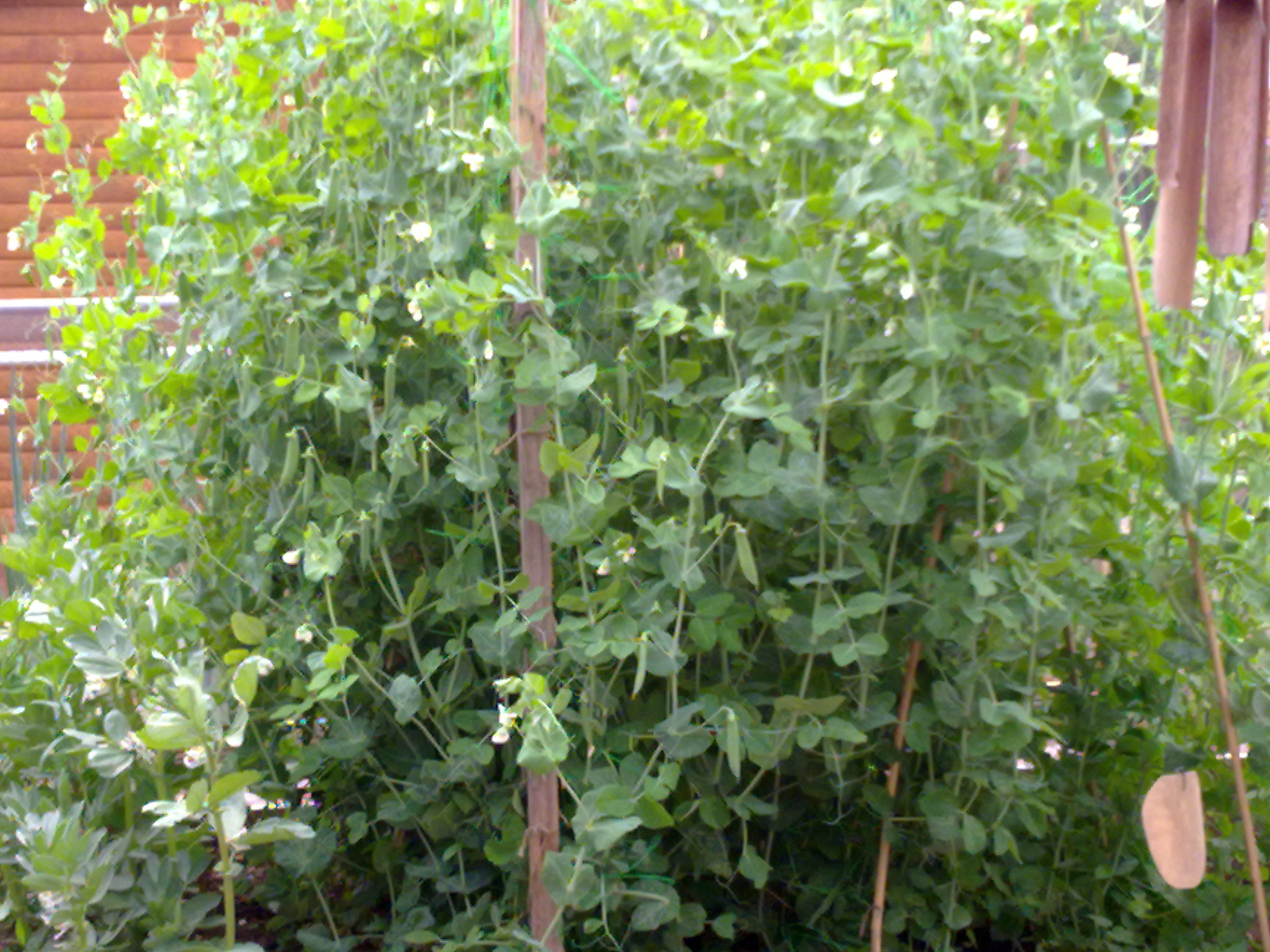 photo of peas 6 June
