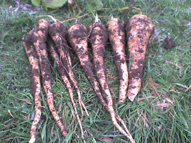 Photo of 
parsnips