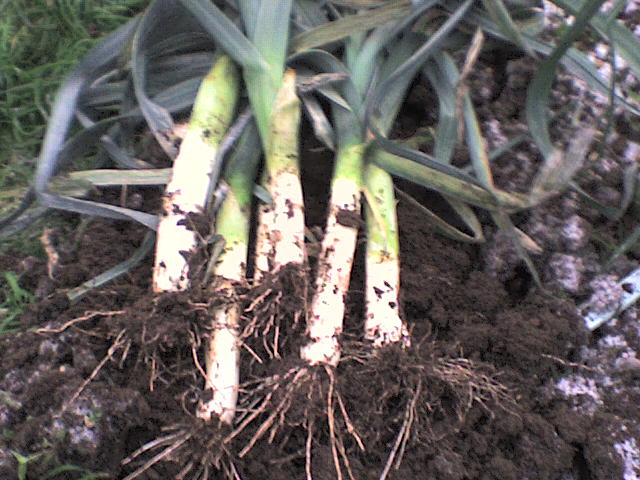 Photo of leeks