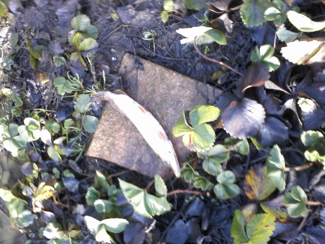 stranded pike nov 2012