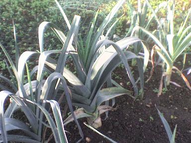 Photo of my Leeks