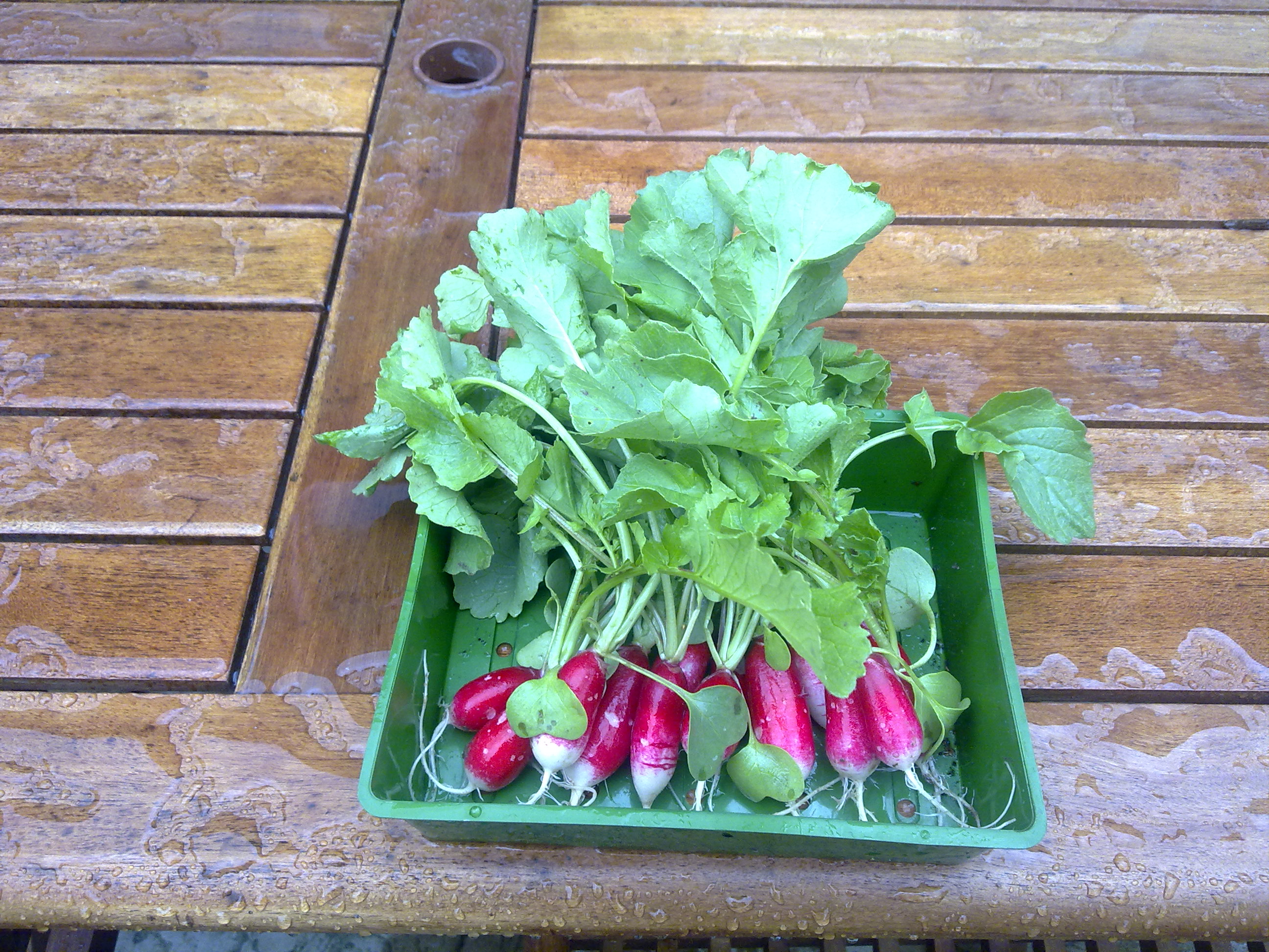 photo of radishes