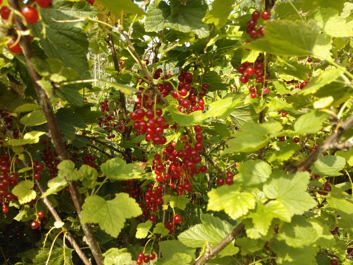 redcurrants 2012