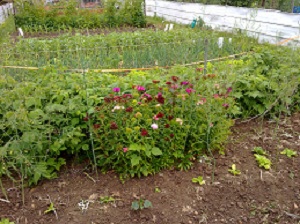 Sweet william photo