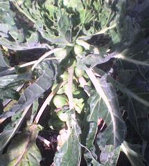 Photo of caterpillar damage 
on sprouts