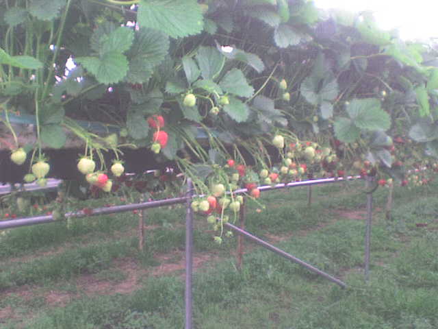 Photo of elevated strawberry bed
