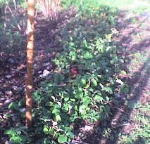 Photo of strawberry bed on ground level