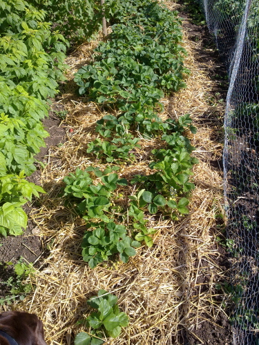 strawed strawberries