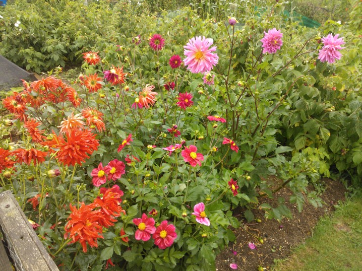 flowers on allotments 2013