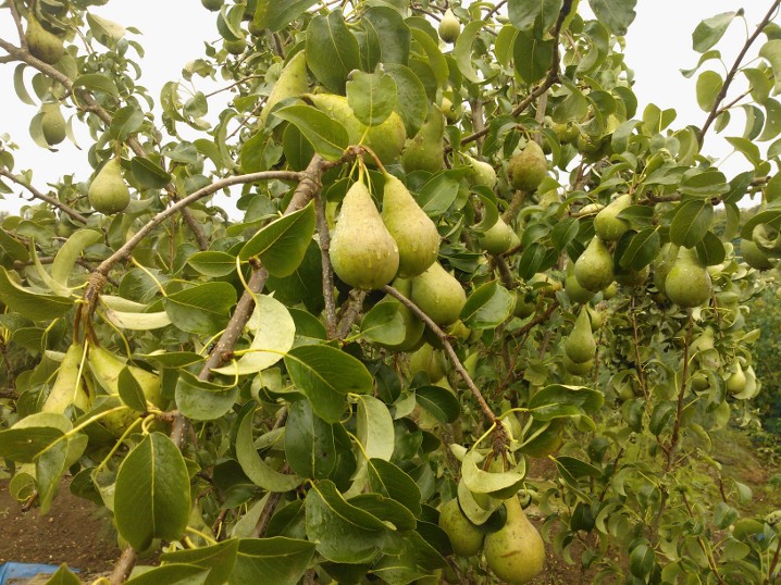 picture of pears