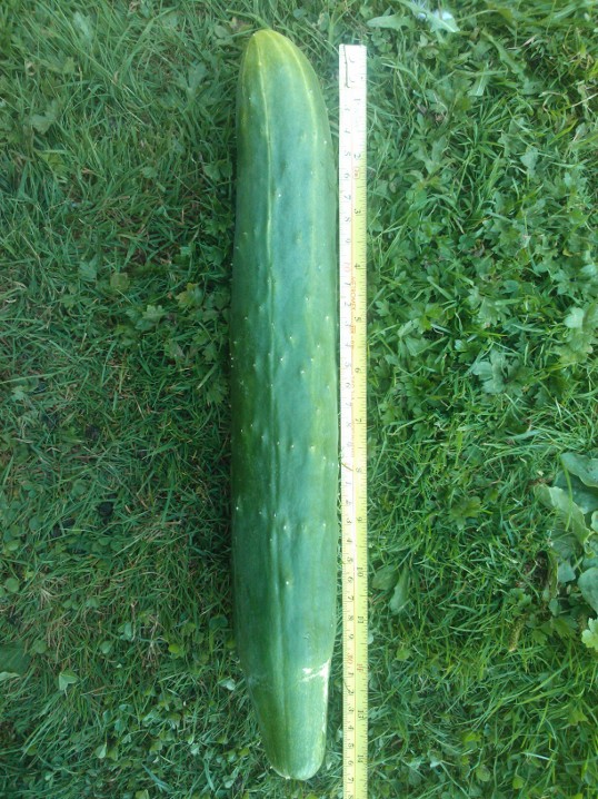 polytunnel cucumber picture