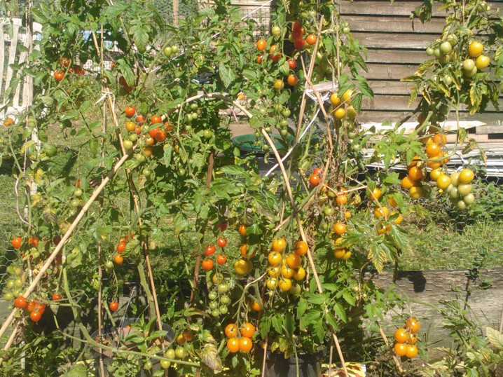 picture of outdoor tomatos