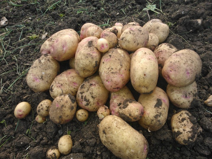 Cara potatoes 2012