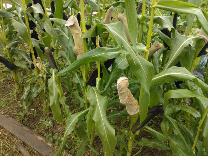 2012 sweetcorn