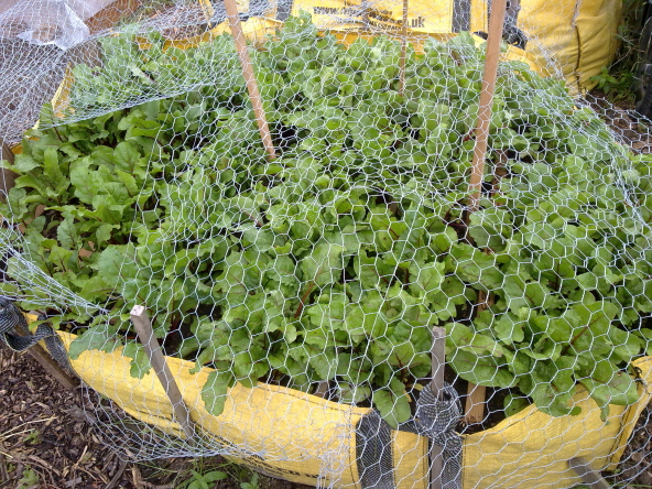 beetroot in a FIBC