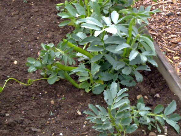broad beans june 2011