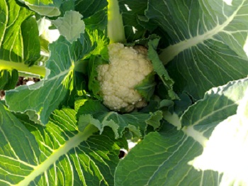 Early cauliflower photo