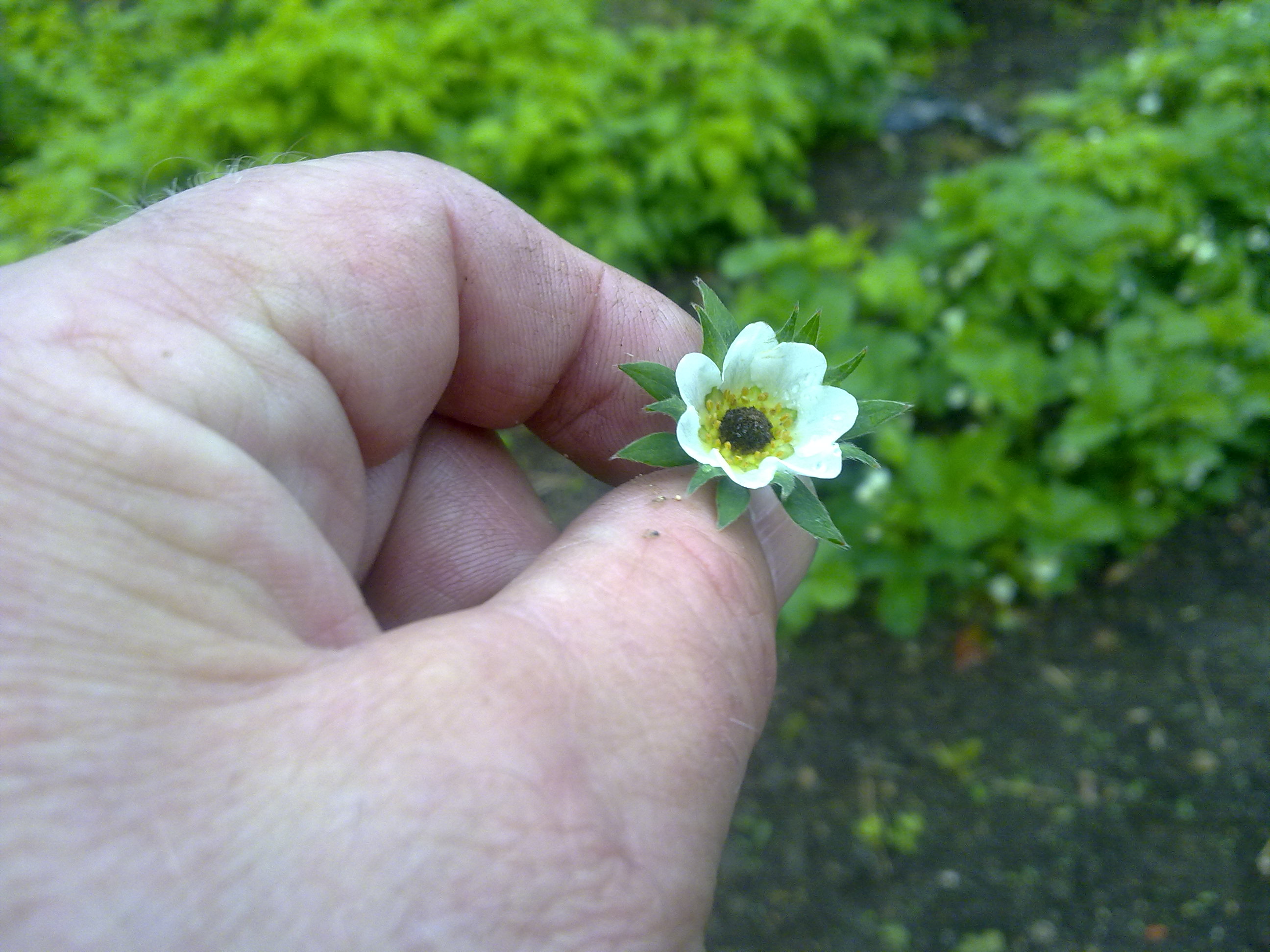 frost damage to strawberry flower