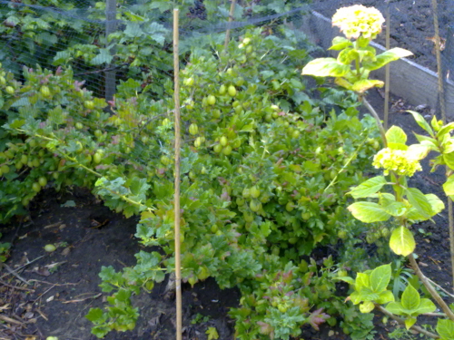 gooseberries June 2011