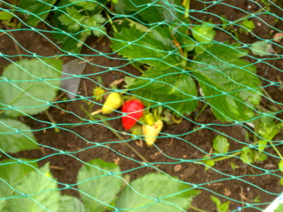 Maiden strawberries