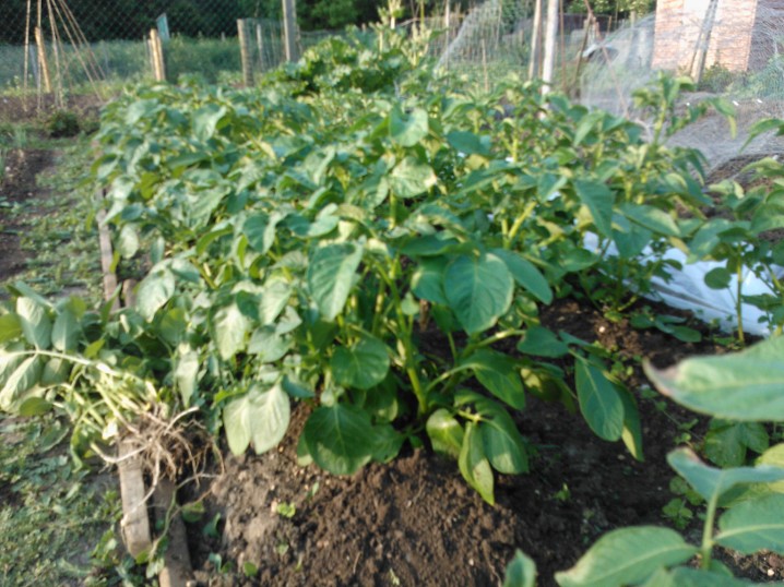 May 2012 Potatoes