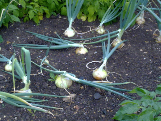 early onions June2011