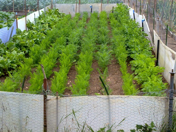 photo plot 1c