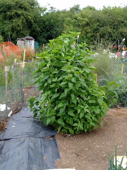 plot 1g photo