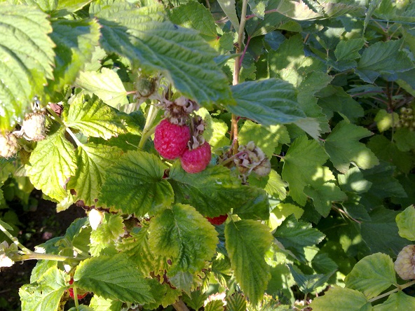 plot 1h photo