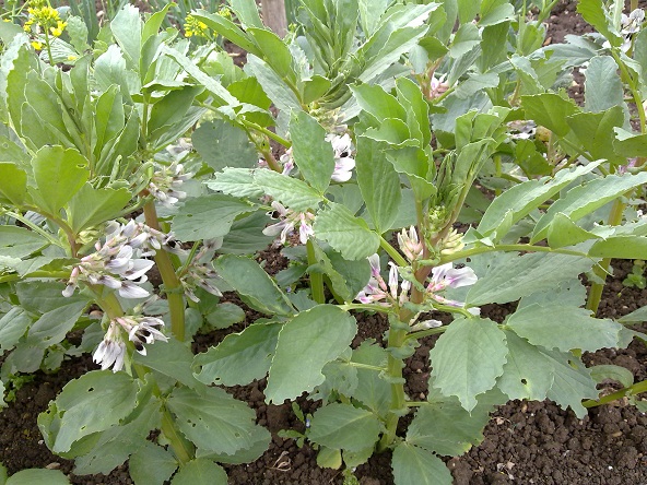 plot 2a photo
