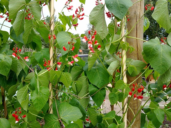 phoo of plot l