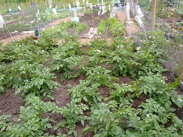 photo of plot m