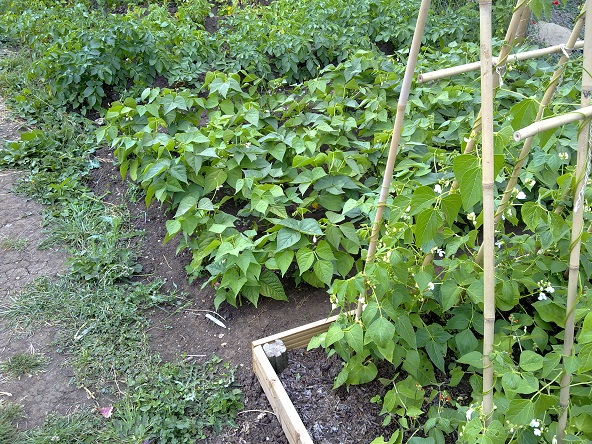 photo of plot n