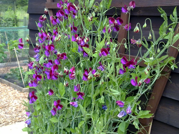 photo of plot p