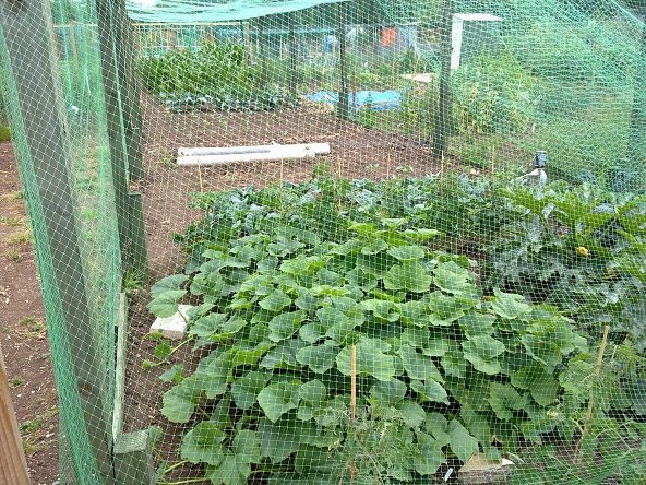 photo of plot r