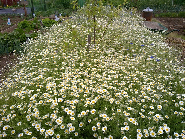 photo of plot s