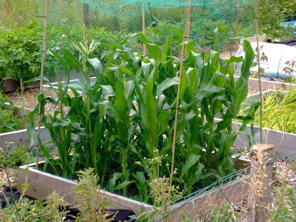 photo of plot t
