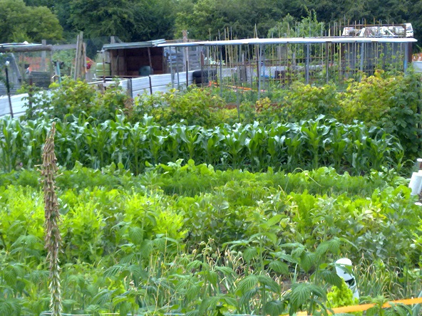 photo of plot u